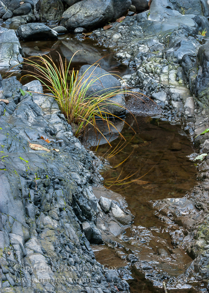 Image of Wilson River