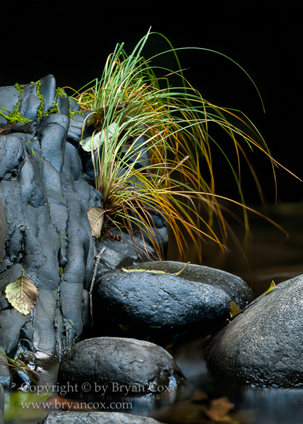 Image of Sedge on the Wilson River