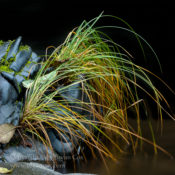 Image of Wilson River
