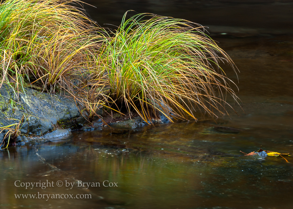 Image of Wilson River
