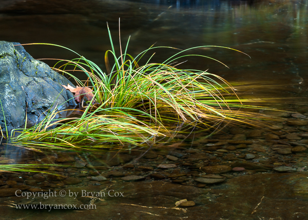 Image of Wilson River