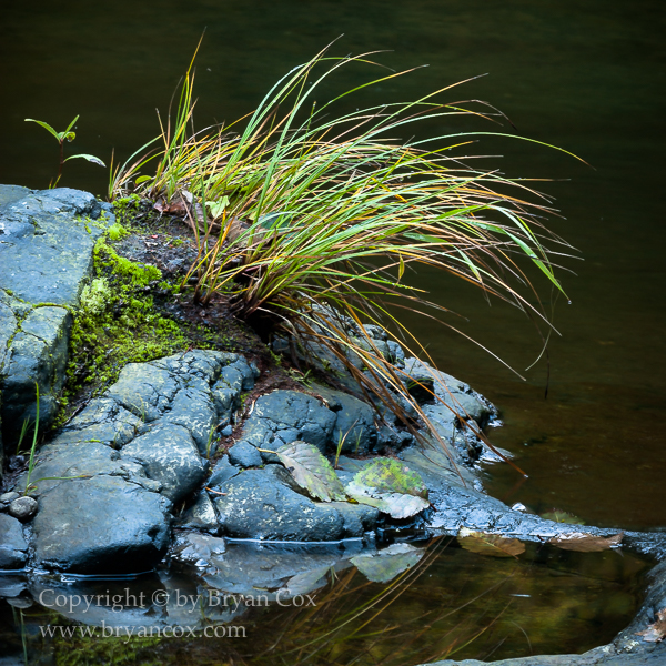 Image of Wilson River