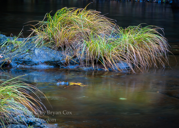 Image of Wilson River