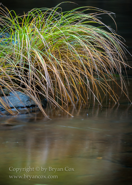 Image of Wilson River
