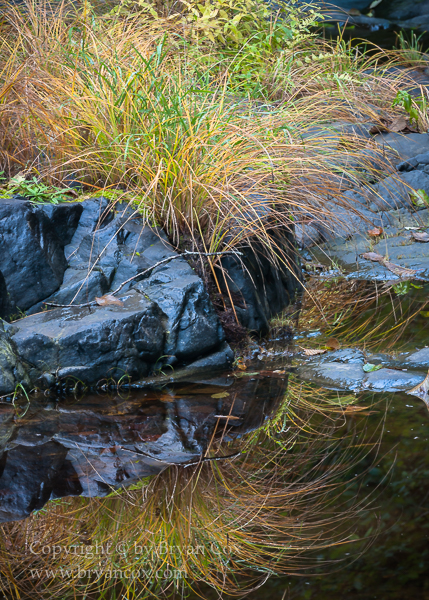 Image of Wilson River
