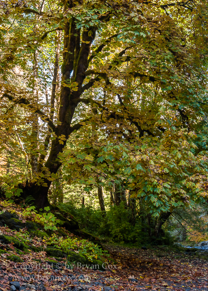 Image of Wilson River