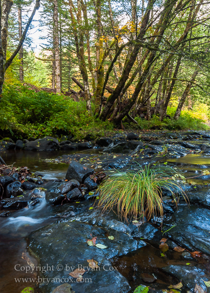 Image of Wilson River