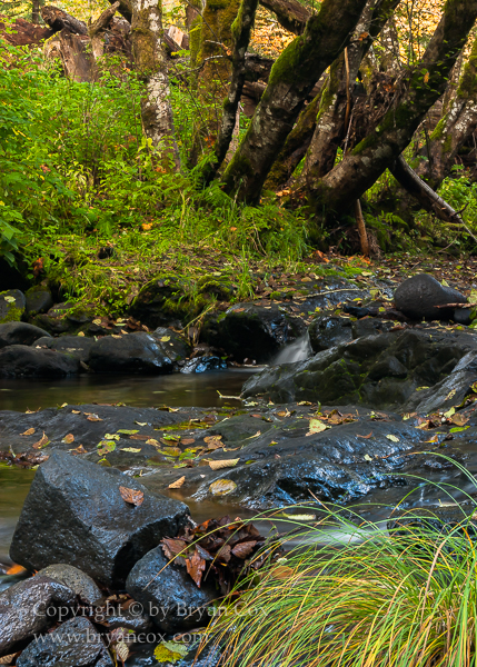 Image of Wilson River