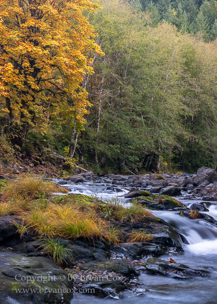Image of Wilson River
