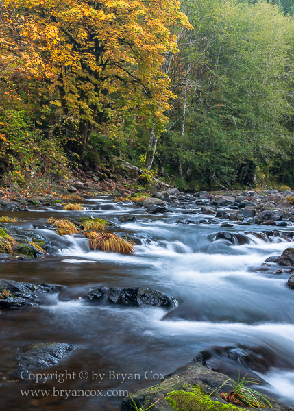 Image of Wilson River