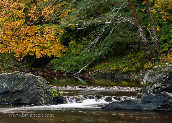 Image of Wilson River