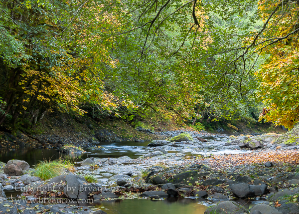 Image of Wilson River