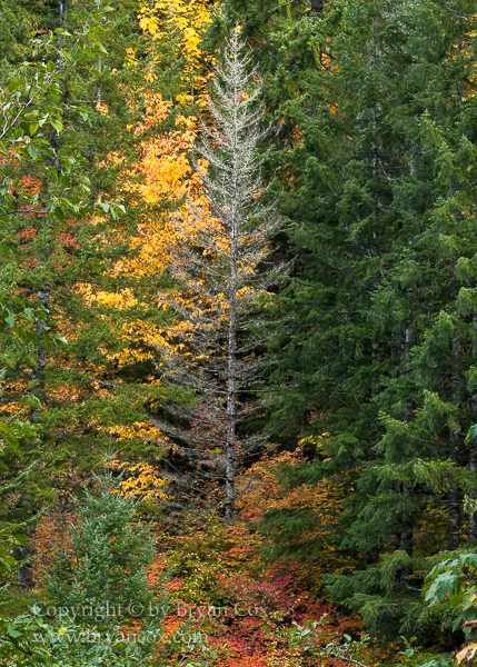Image of 