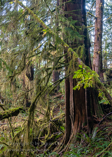 Image of Quinault Rain Forest