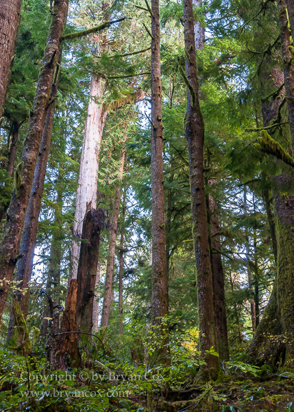 Image of Quinault Rain Forest
