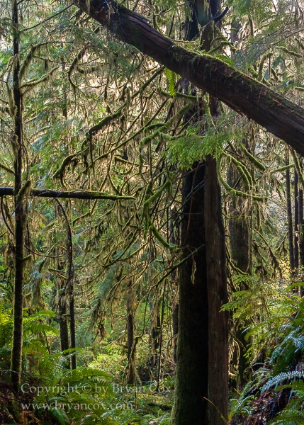 Image of Quinault Rain Forest
