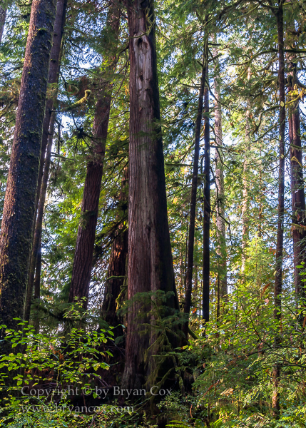 Image of Quinault Rain Forest