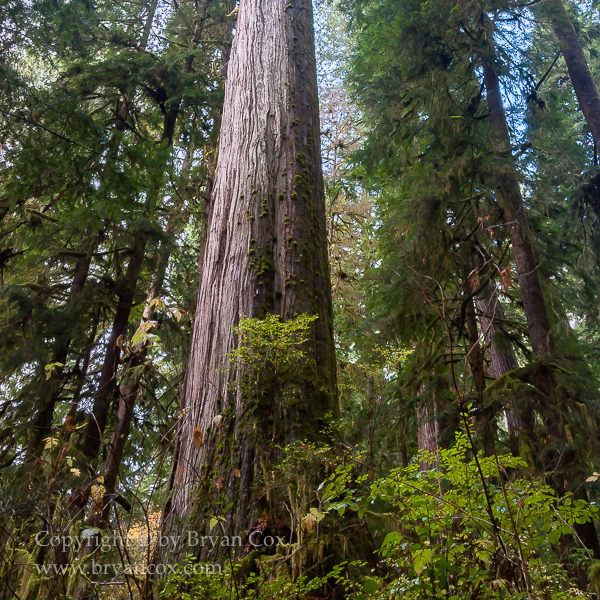 Image of Quinault Rain Forest