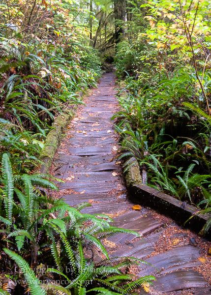 Image of Quinault Rain Forest