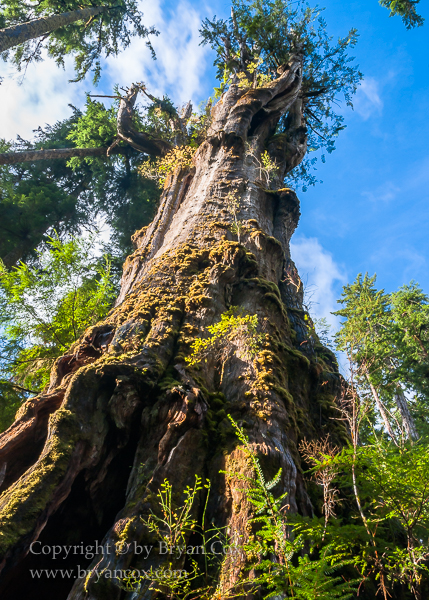 Image of Old Growth Sitka Spruce, Quinault Rain Forest
