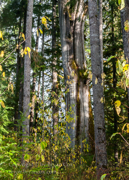 Image of Quinault Rain Forest