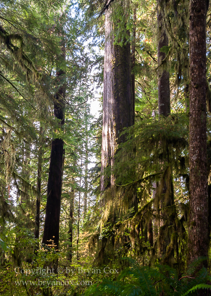 Image of Quinault Rain Forest