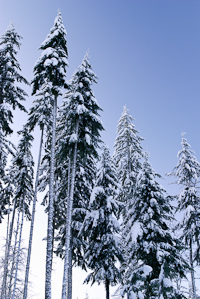 Snow-covered fir trees