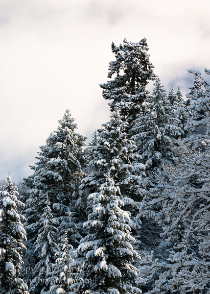 Image of Old Growth Douglas Fir