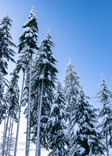 Image of Douglas Fir