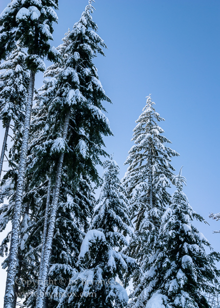 Image of Douglas Fir