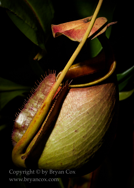 Image of Tropical Plants