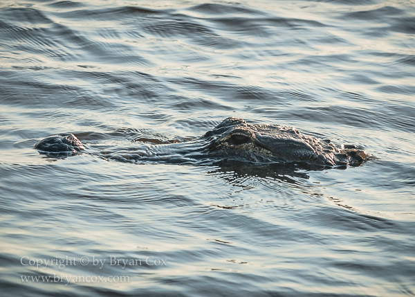 Image of Reptiles