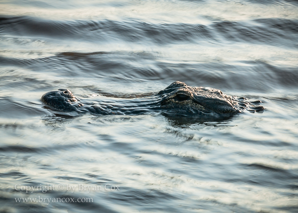 Image of Amphibians & Reptiles