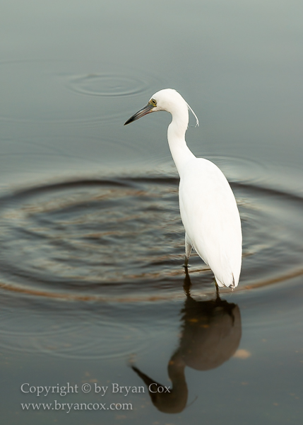 Image of Myakka River State Park, Florida