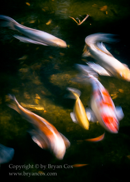 Image of Koi