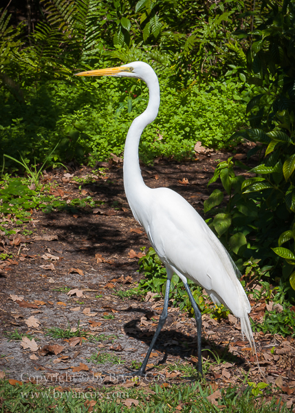Image of Great Egret