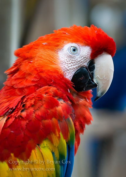 Image of Parrots