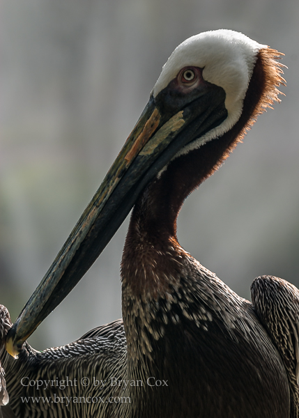 Image of Pelicans