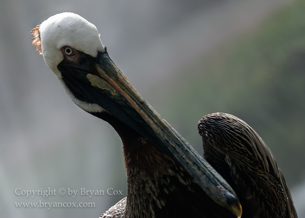 Image of Brown Pelican