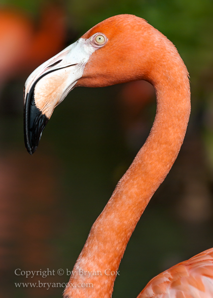 Image of American Flamingo