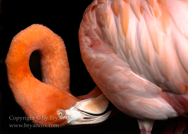 Image of American Flamingo