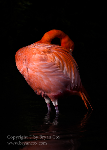 Image of Birds