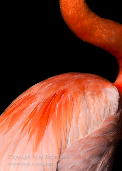 Image of American Flamingo