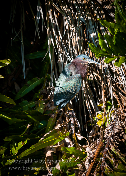 Image of Green Heron