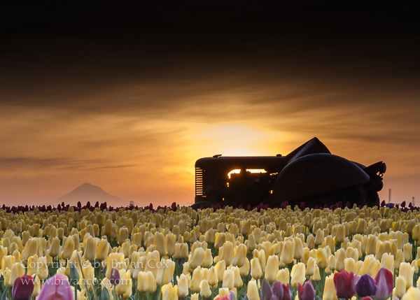 Image of Tractor amid the tulips