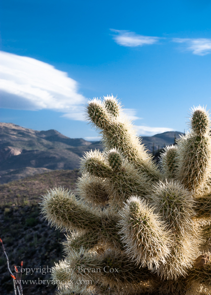 Image of Teddy Bear Cholla (Cylindropuntia bigelovii)