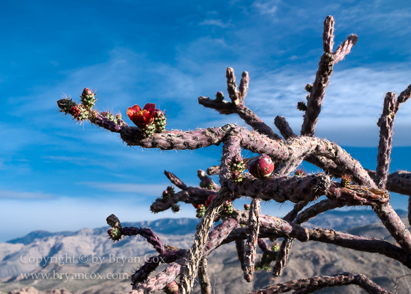 Image of Staghorn Cholla (Cylindropuntia versicolor)
