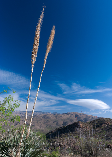 Image of Agave