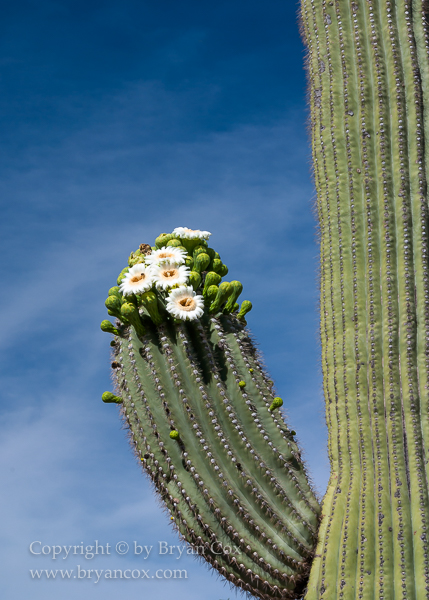 Image of Saguaro in bloom
