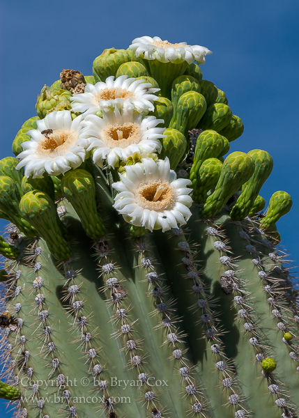 Image of Saguaro in bloom